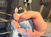 Hand-reared love birds
