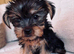 Tiny Yorkshire Terriers