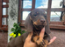 For sale chocolate 8weeks old boy puppy
