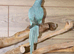 Baby Blue Ring Neck Talking Parrots,17