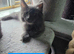 3 Beautiful Maine Coon Kittens