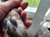 Button quail