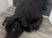 Can corso 7 month opd