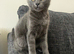 Maine coon mix Russian blue