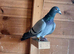 Johnson racing pigeons for sale