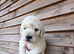 Goldendoodle Puppys for sale
