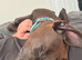 Gorgeous trained 7 month old female Labrador