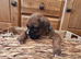 Stunning litter ready 16th June