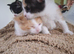 Sphynx cross kittens