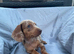 Miniature Dachshund Puppies Ready for Their Forever Homes!