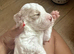 Coockapoo puppies