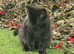 Beautiful kitten