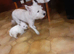 Westie male puppy