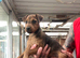 2 Patterdale terrier girls