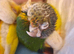 Adorable fully hand reared baby conures