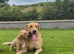FOX red labrador retriever pups £500 ready to go