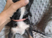 3 stunning kc registered puppies left