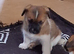 Jack Russell puos