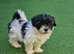 Malshipoo 1 Girl and 1 Boy left