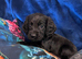 Cocker spaniels puppies ready now&hellip;.