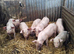 Weaners for sale