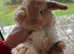 Mini lop baby bunnies-extremely well handled