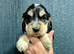 KC reg show type Cocker Spaniel Puppies from DNA tested parents