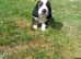 Basset x beagle puppies