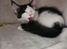 Gorgeous GCCF Registered Maine Coon Boys