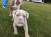 olde English bulldogge