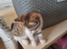 Beautiful tabby and white kitten, ready now