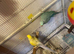 Ringneck pair