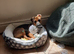 Jack Russell X