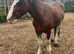Outstanding colt foal for sale