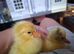 2 adorable 2 day old goslings