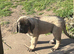Kc reg Old English mastiff puppies