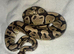 3 beautiful snakes looking for homes