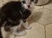 Beautiful kittens male & female looking for new forever home