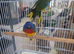 Splendid grass parakeet males