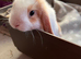 Mini lops pure bred mixed sex