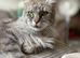 Stunning Maincoon x