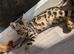 Purebred Bengal kittens TICA registered in Essex