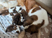 Saint Bernard Puppies For Sale