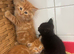 3 male kittens ready for their new new homes