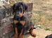 Doberman puppies 1 girl available