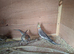 Baby cockatiels