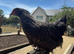 OLIVE EGGER PULLETS