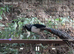 2 year old lady amherst cockbird