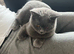 British shorthair blue female