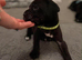 Cane Corso Puppies